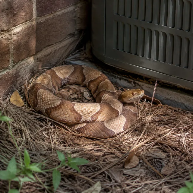 Copperhead snake beside the foundation of a South Carolina home