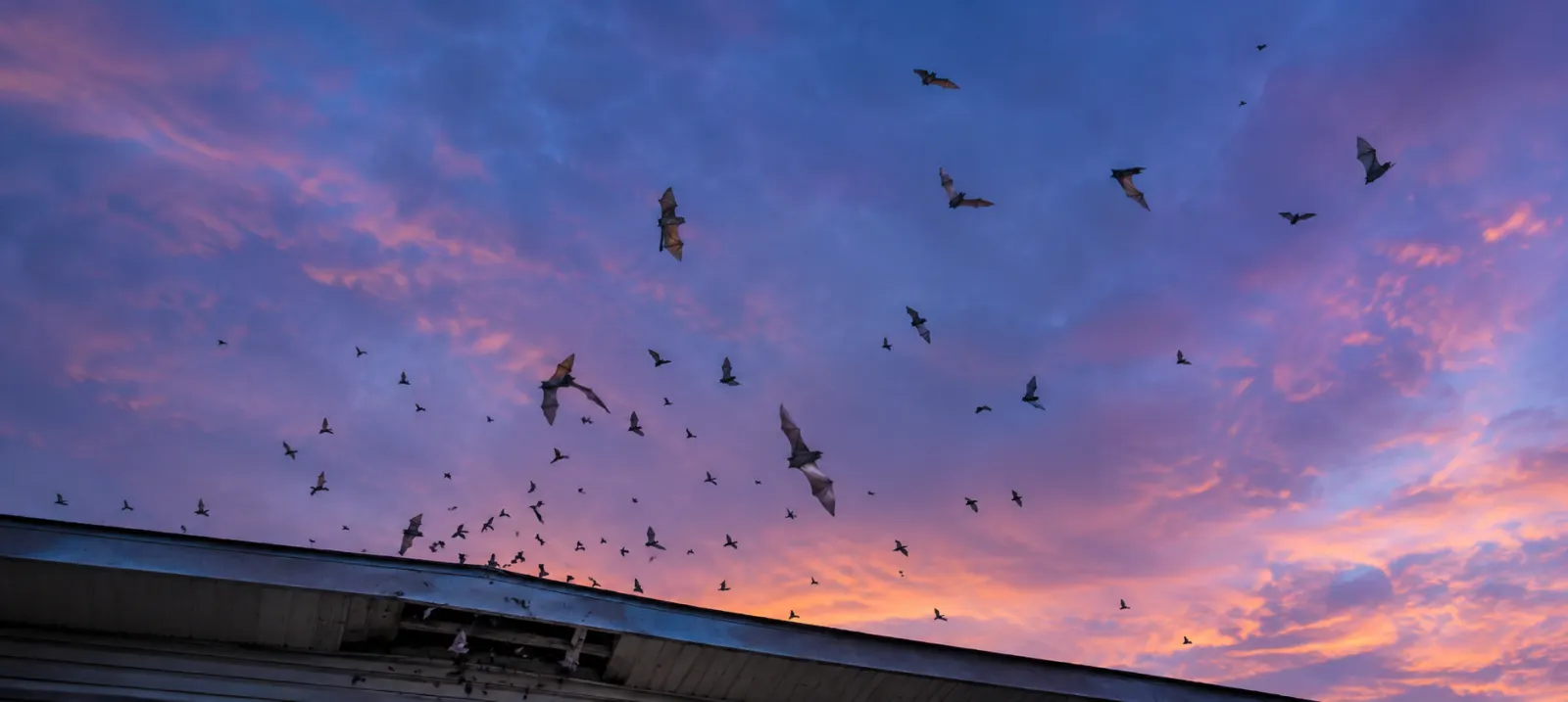 Colony of bats leaving a gap under the ridge cap of a Columbia SC roof at dusk