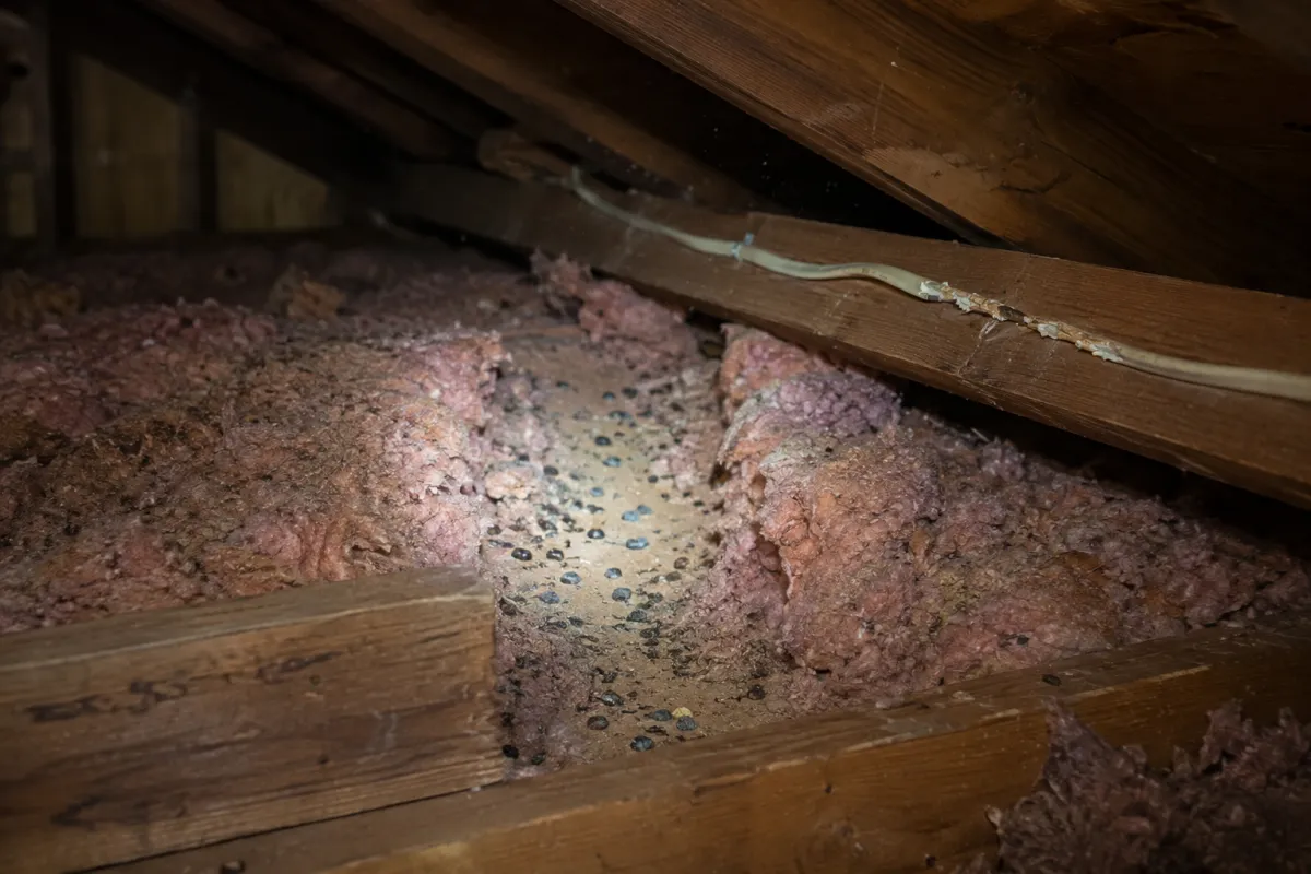 Chewed cable and shredded insulation from squirrels in a Columbia attic